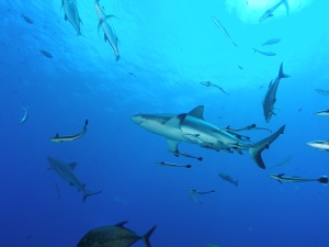 haaien | Bahamas